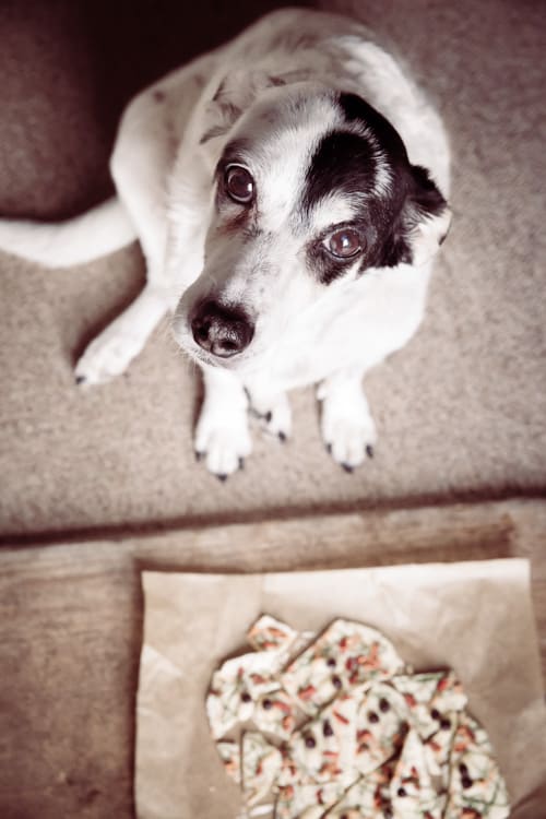 Ms Meg guarding the Halloween Bark - packed with superfoods for a tasty & healthy treat | thecookandhim.com
