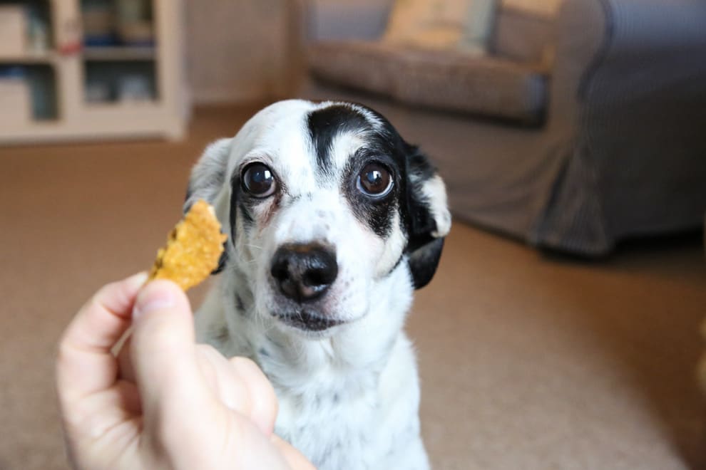Ms Meg and her Pumpkin Dog Treats - natural ingredients that your pup will LOVE! thecookandhim.com