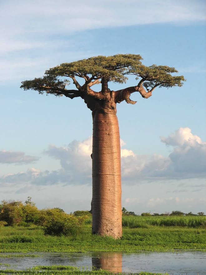 What the heck is Baobab?