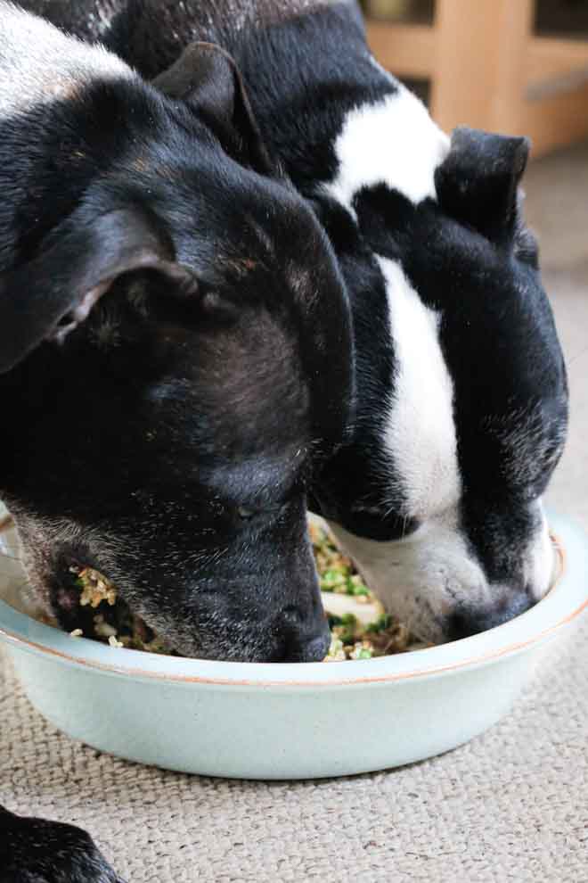 Feel great about spoiling your pup with this healthy, homemade dog food! Not only is it super easy to make, it's chock full of fresh veggies and plant protein. Both of our boys LOVE this stuff! #homemadedogfood #dogfood #dogtreats #vegandogfood #plantprotein #glutenfree #glutenfreedogfood #healthydogfood | Recipe on thecookandhim.com