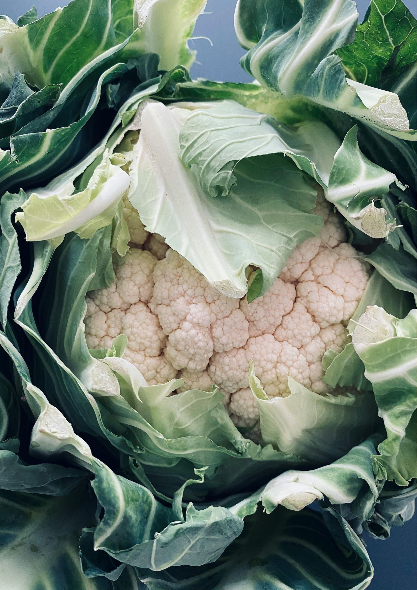 Seasonal Spotlight - Cauliflower